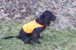 reflective hunting vest for dog