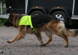 reflective mesh dog vest